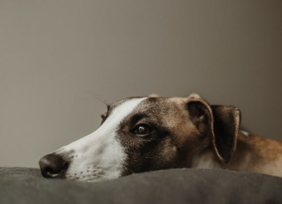 marius-cern-zwLbYhSKj_0-unsplash