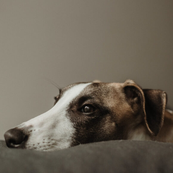 marius-cern-zwLbYhSKj_0-unsplash