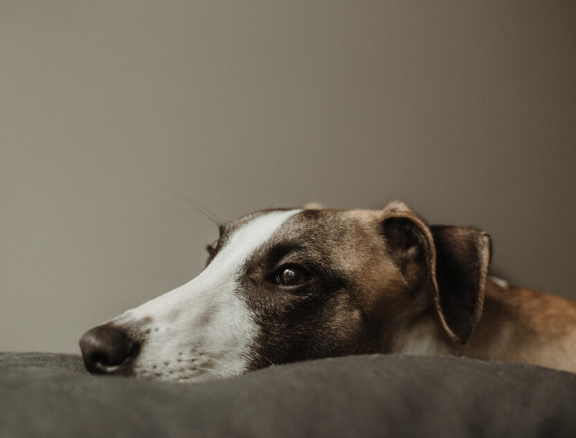 marius-cern-zwLbYhSKj_0-unsplash